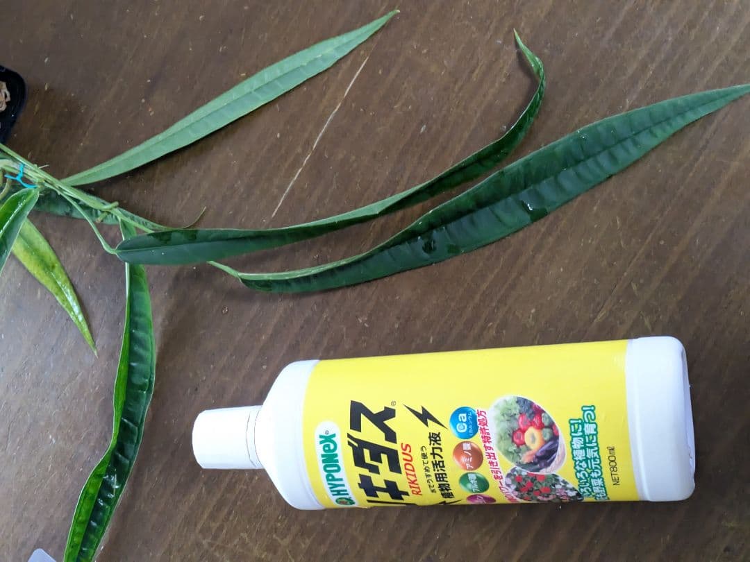 Anthurium lutheri　アンスリウム　原種　ルテリー