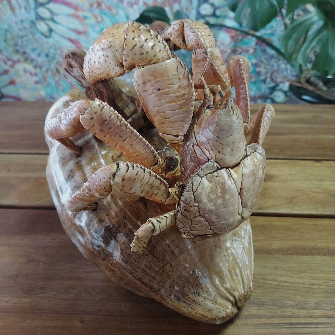 ハワイ　ヤシガニ剥製　ヤシガニとヤシノミ剥製