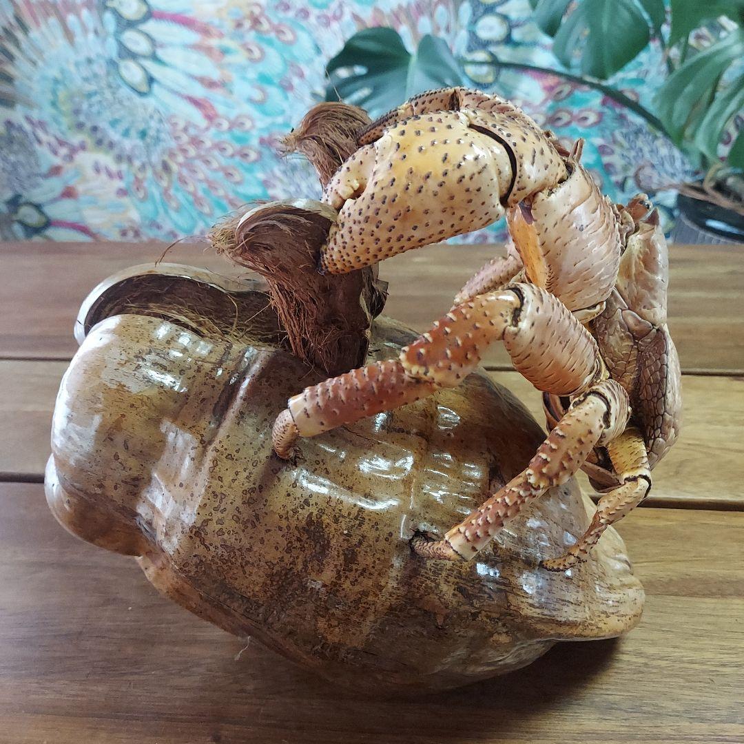 ハワイ　ヤシガニ剥製　ヤシガニとヤシノミ剥製