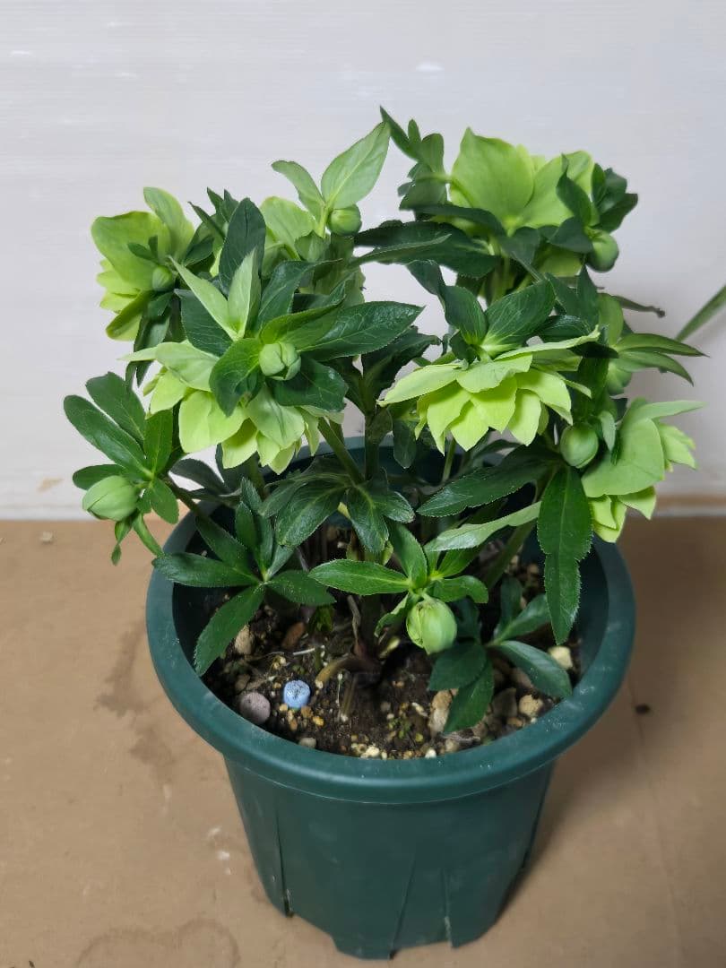 ☆クリスマスローズ☆ダブル　グリーン☆6号鉢☆