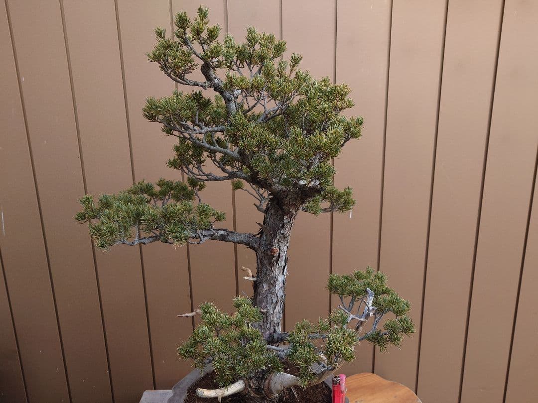 盆栽　瑞祥　五葉松　樹高69cm