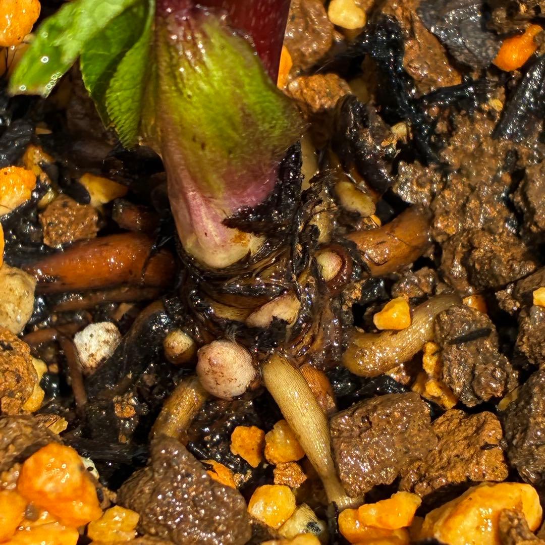 3595☘️蕾花付き☘️⭐️スモーキーダーク⭐️ブロッチ⭐️ベイン⭐️小輪⭐️広瀬園芸⭐️