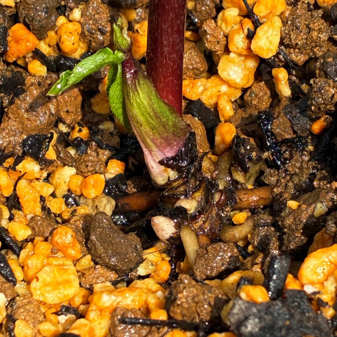 3595☘️蕾花付き☘️⭐️スモーキーダーク⭐️ブロッチ⭐️ベイン⭐️小輪⭐️広瀬園芸⭐️