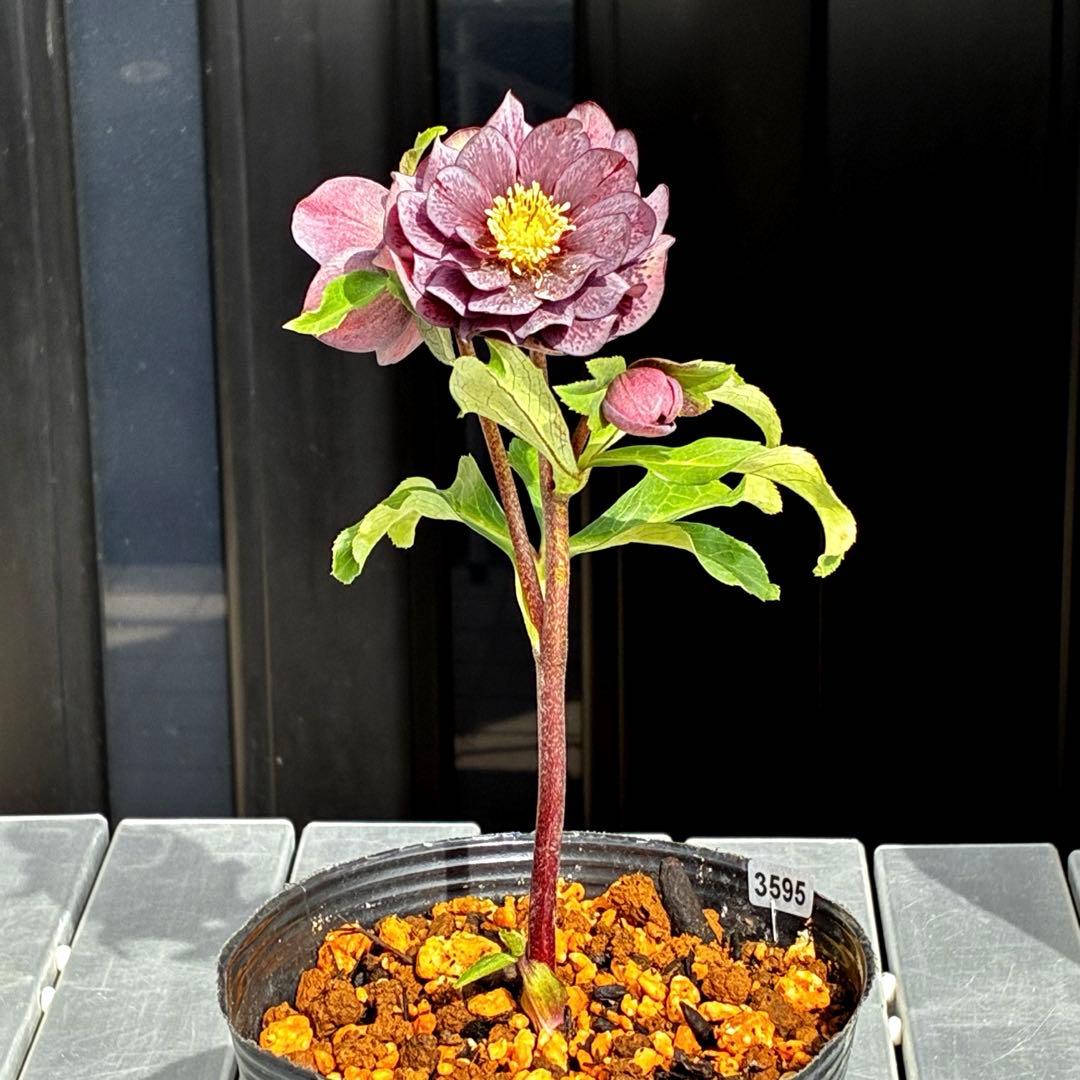 3595☘️蕾花付き☘️⭐️スモーキーダーク⭐️ブロッチ⭐️ベイン⭐️小輪⭐️広瀬園芸⭐️