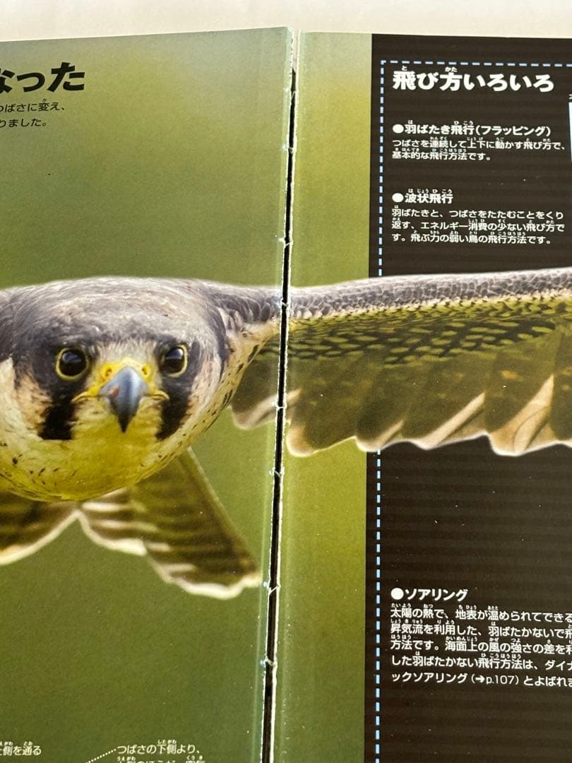 【DVDのみ 4枚付】講談社の動く図鑑MOVE neo LIVE　9冊セット