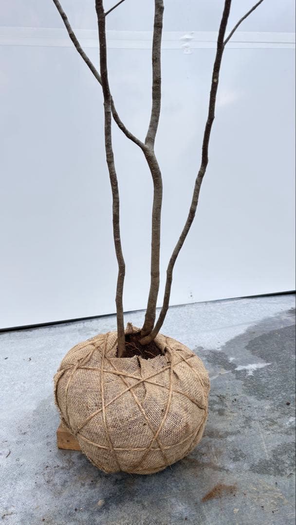 美しい樹形が魅力的 山採り ハイノキ 株立 712 樹高1.8m位 高級樹