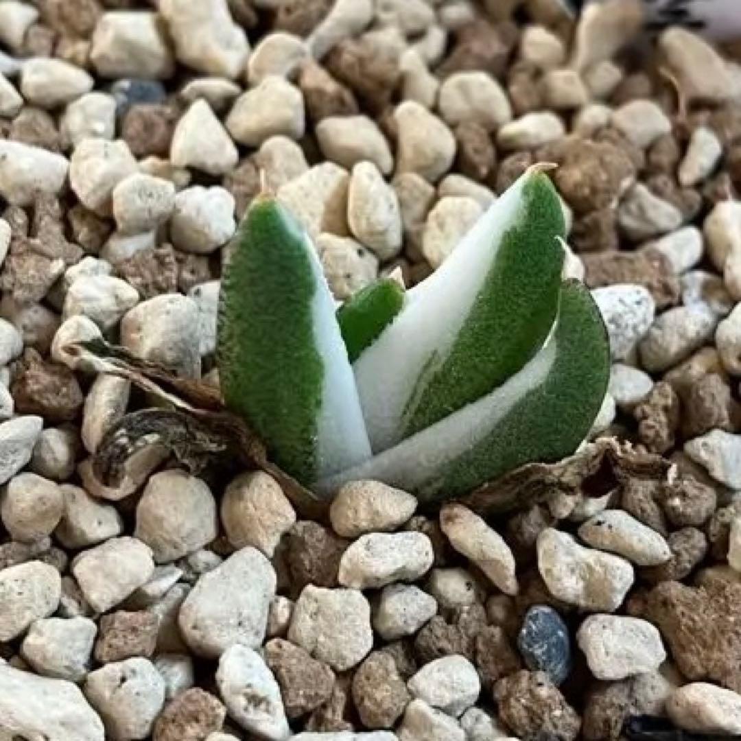 専用出品【鉢ごと発送】3株　豆豆龍錦　TC 発根管理中【匿名配送】