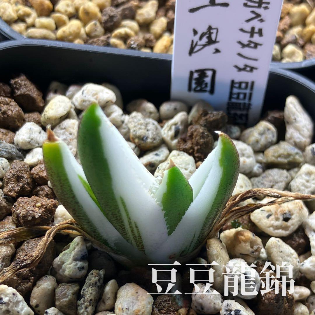 専用出品【鉢ごと発送】3株　豆豆龍錦　TC 発根管理中【匿名配送】