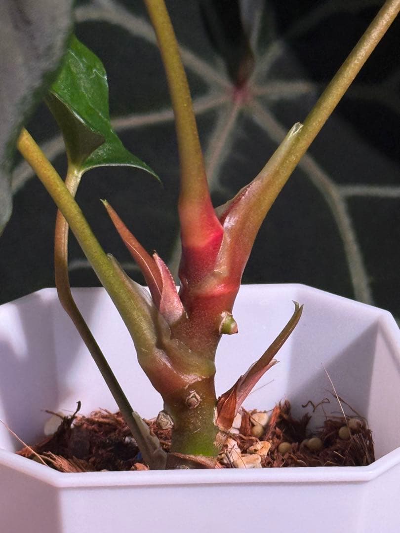 Anthurium Papi. FS（indo）/ Portillae X RL