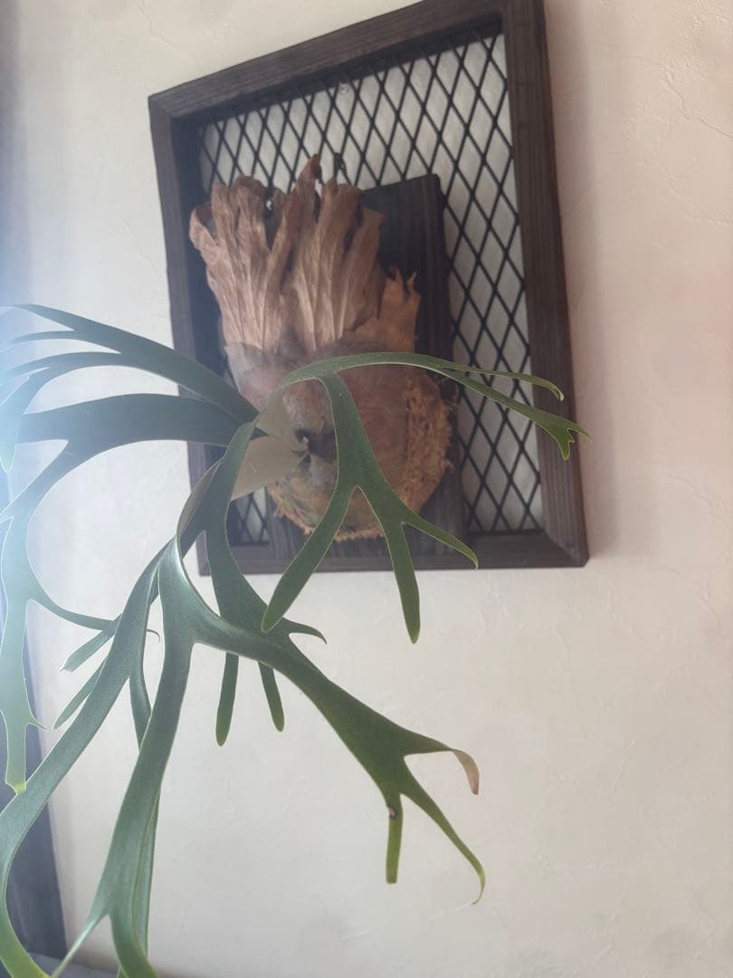 さ*う様 P. willinckii 'Queen Sawangan'