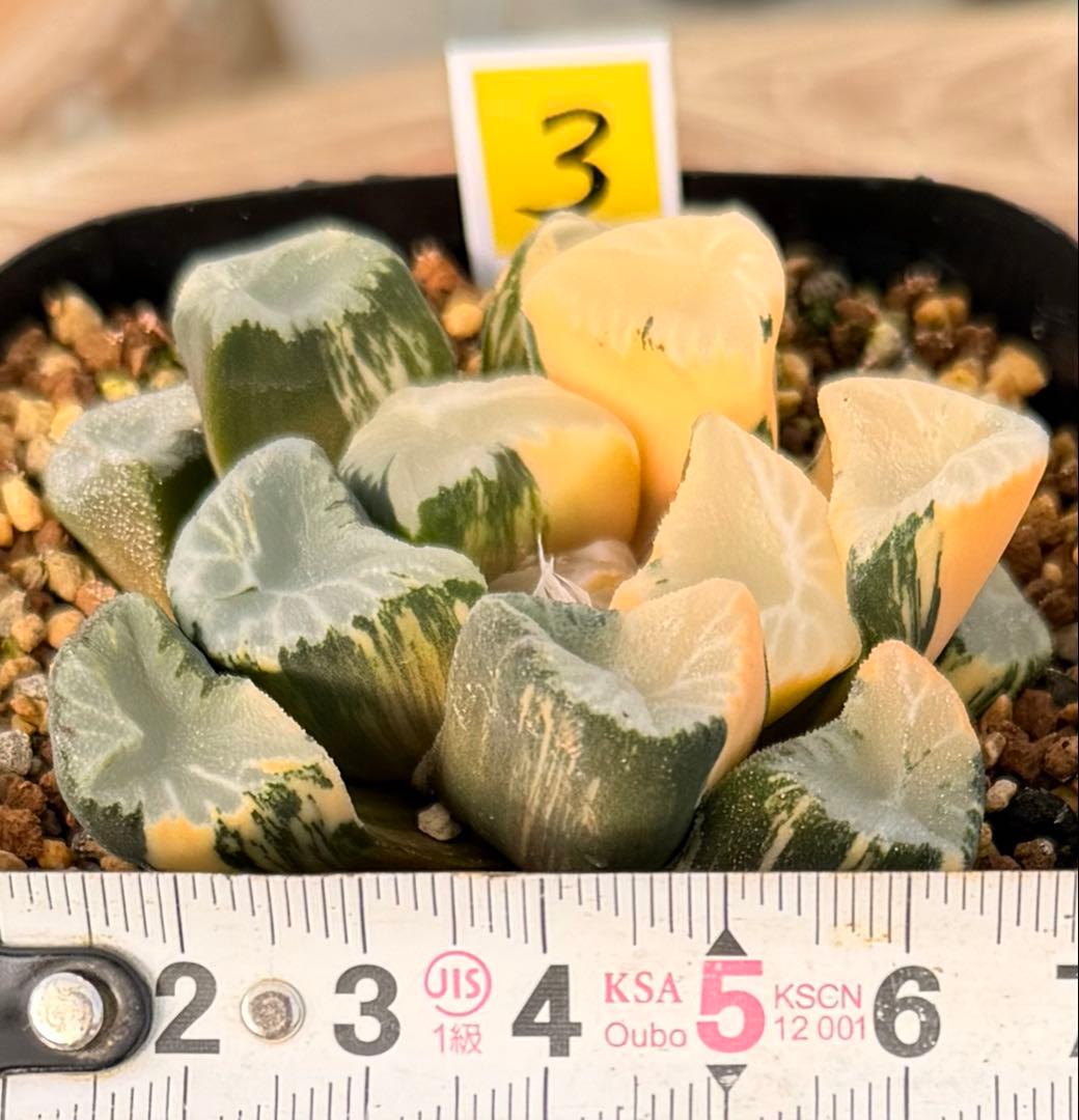 ハオルチア　万象　覇王錦　極上斑　鮮明株