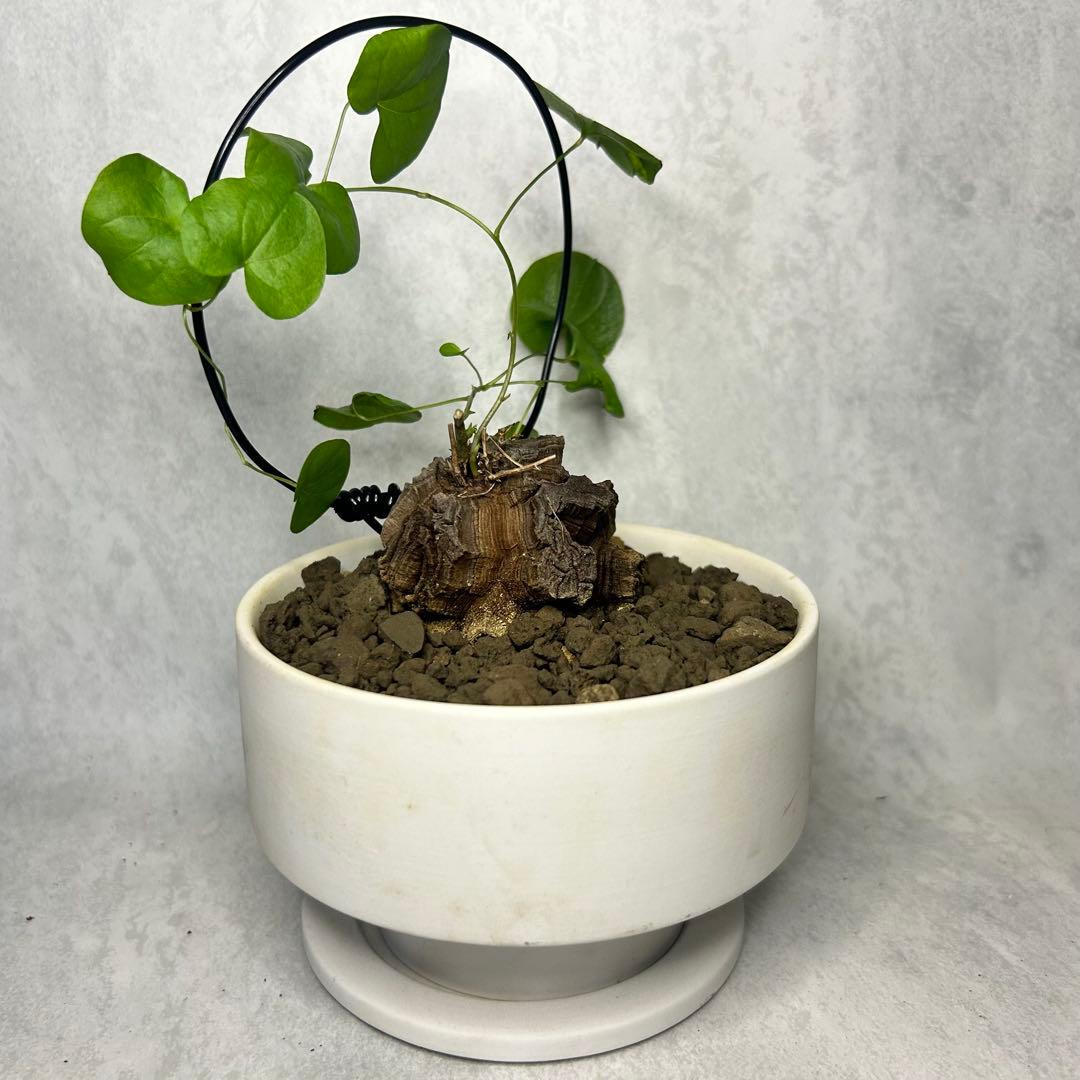 亀甲竜 (鉢入り) 5cm越え バキボコ割れ ディオスコレア　塊根植物