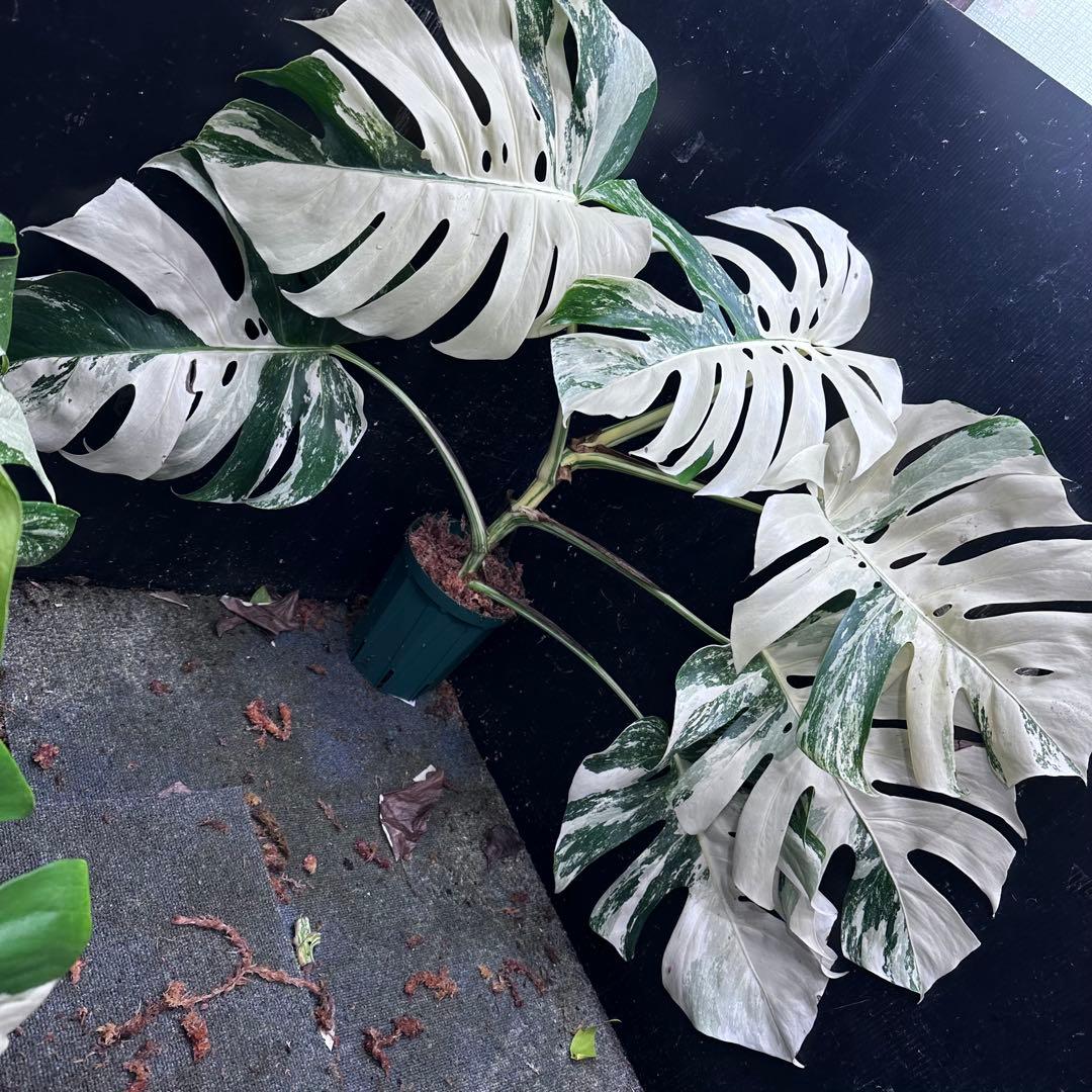 ハ*ー様 斑入りモンステラ ホワイトタイガー極美大株69cm白斑多