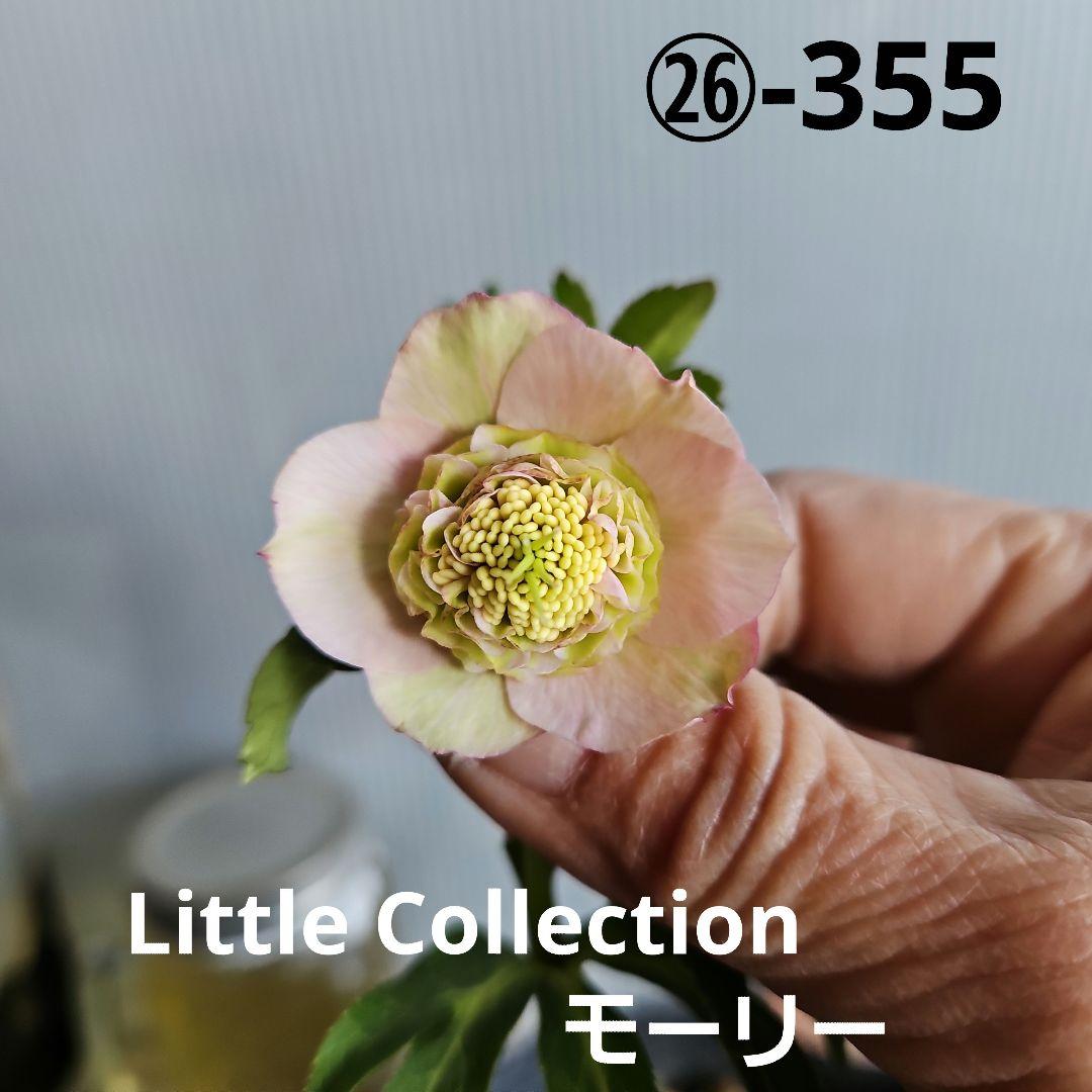 マカロンロン*様ご購入苗㉖-355クリスマスローズ