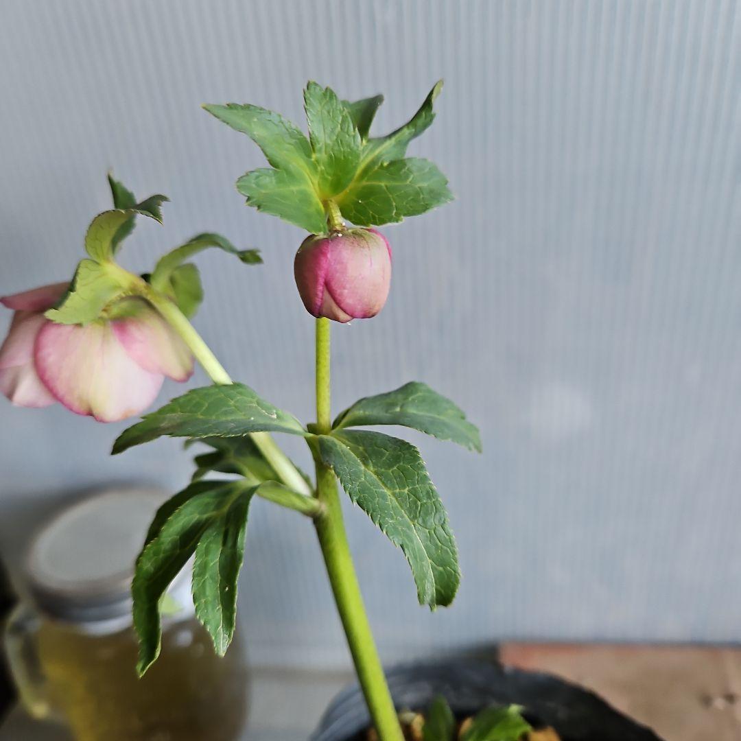 マカロンロン*様ご購入苗㉖-355クリスマスローズ