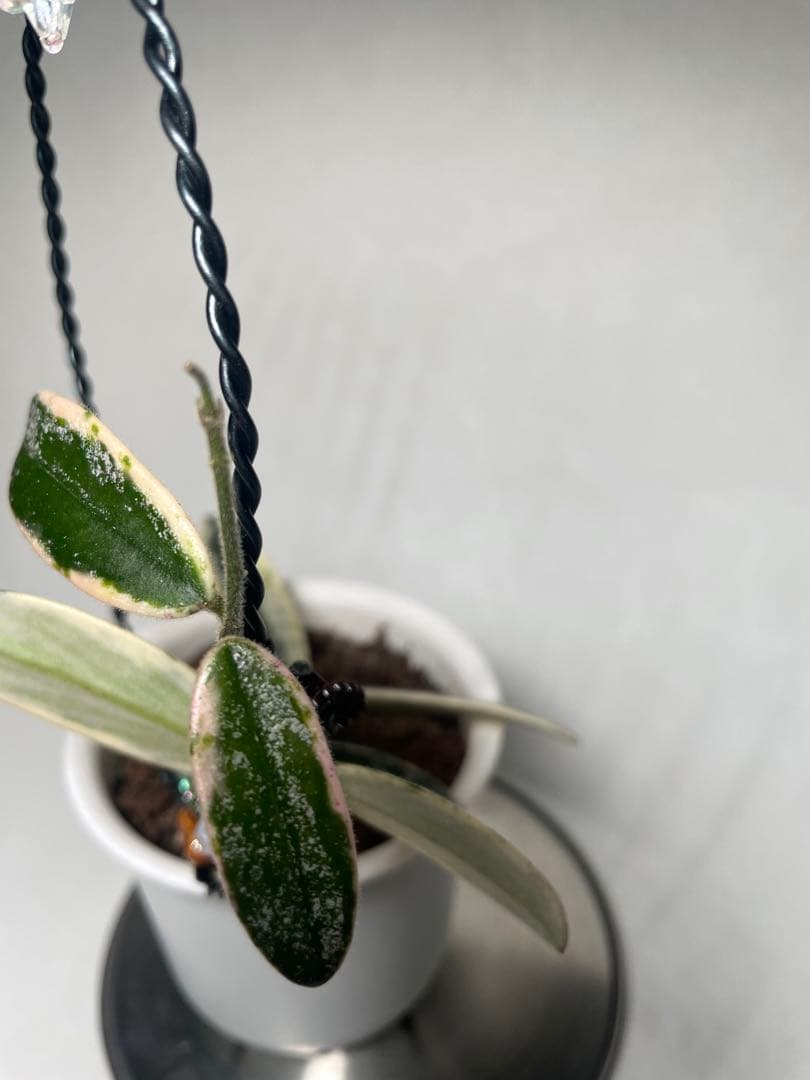 レア　ホヤ　Hoya Lyi Prism ライプリズム　サクララン　中苗