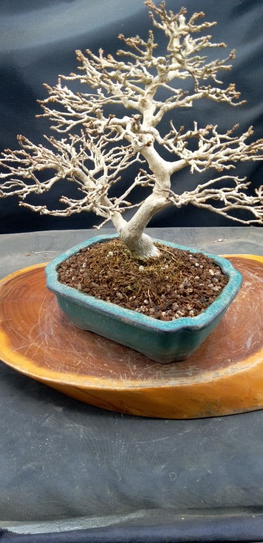 小品盆栽匂い楓