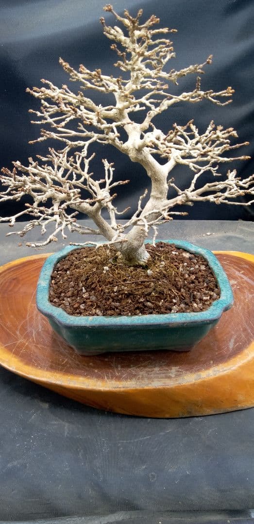 小品盆栽匂い楓