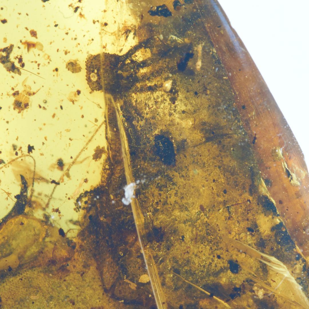 レア極上品 PA168虫入り琥珀化石　ミャンマーカムティかタナイ9900万年前