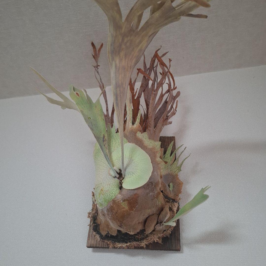 Pedro Tastua OC 親株販売