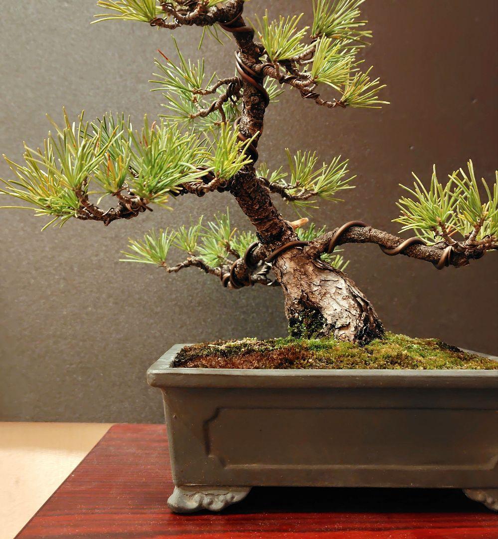 五葉松盆栽！