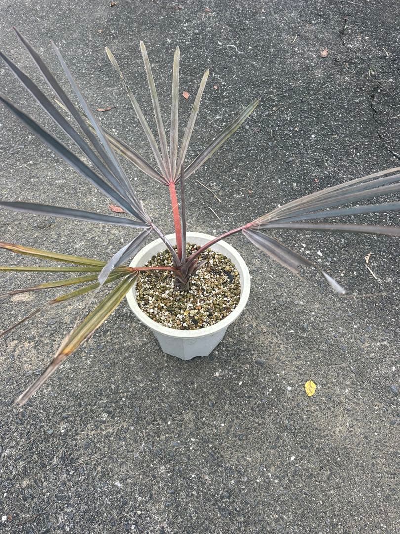 ビスマルキア ノビリス シルバー ビスマルキアノビリスシルバー 販売