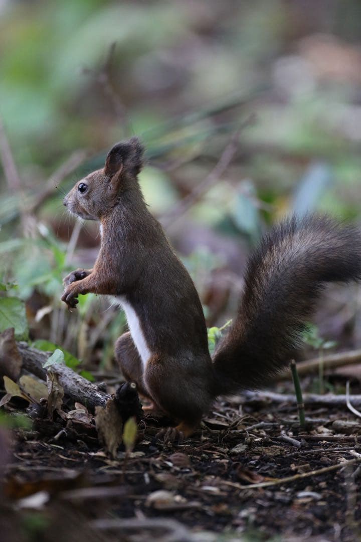 レンズ(単焦点) Canon EF 500mm F4L IS USM