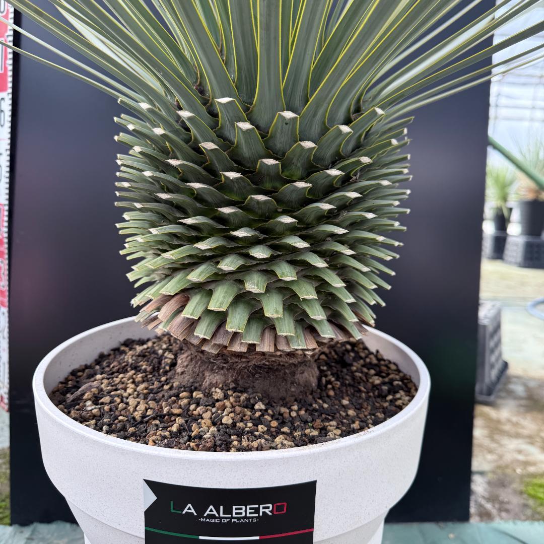 【AL1165】ユッカ　ロストラータ　ホワイト個体【ALBEROホワイト祭り】