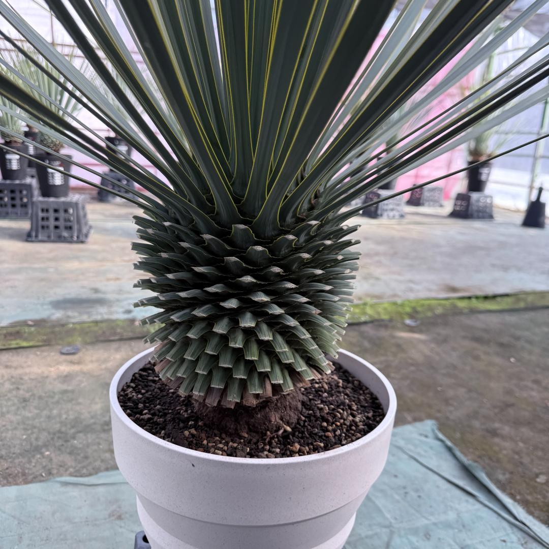 【AL1165】ユッカ　ロストラータ　ホワイト個体【ALBEROホワイト祭り】