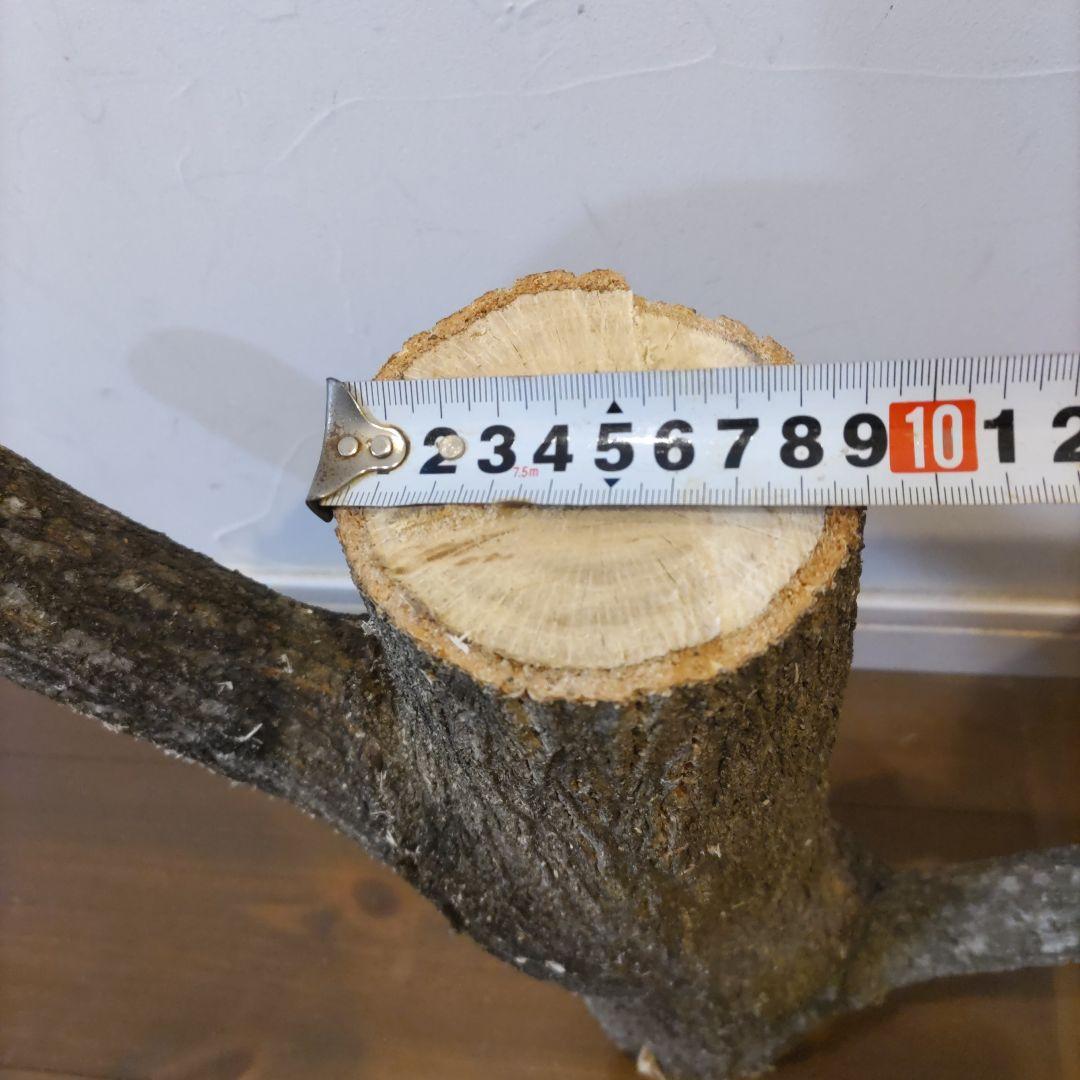直径10cm　くぬぎ とまり木 自立　昆虫　トカゲ　爬虫類　無農薬無消毒