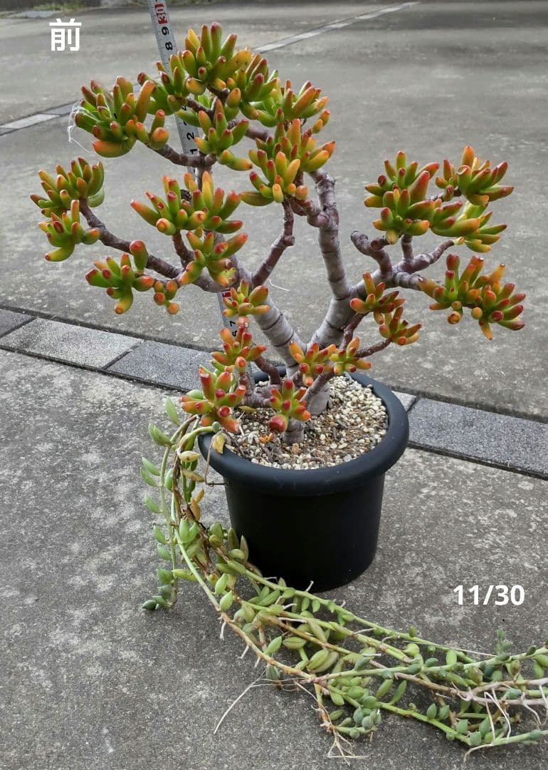 多肉植物 ゴーラム 木立 30cm以上 抜き苗