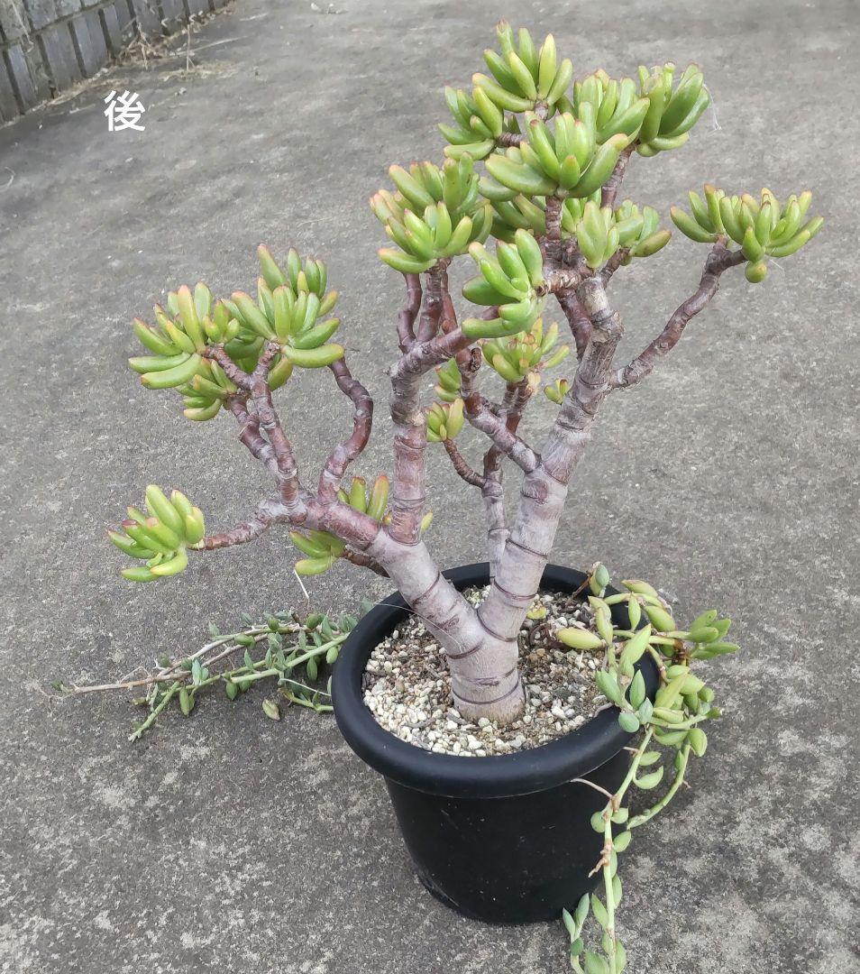 多肉植物 ゴーラム 木立 30cm以上 抜き苗