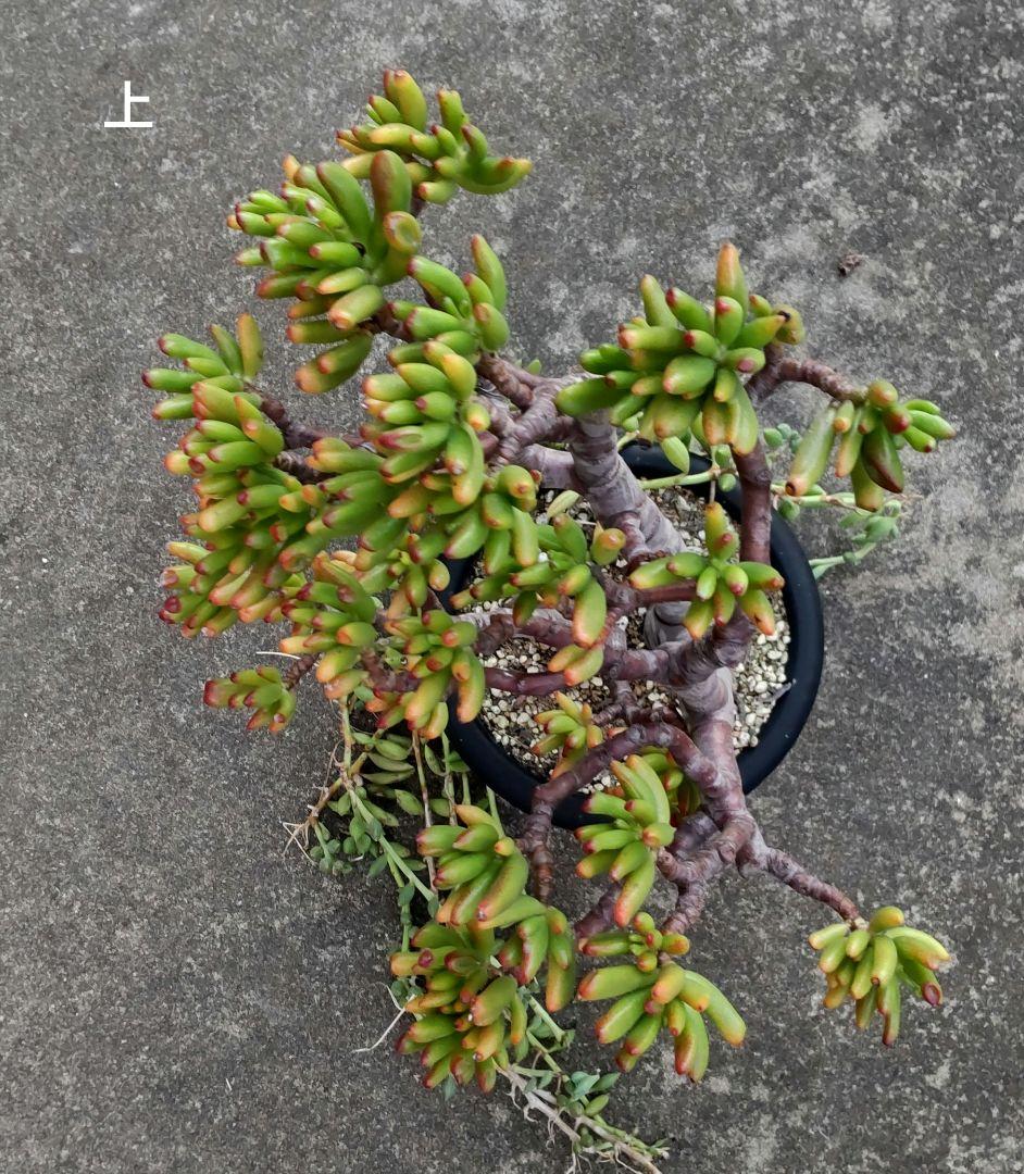 多肉植物 ゴーラム 木立 30cm以上 抜き苗