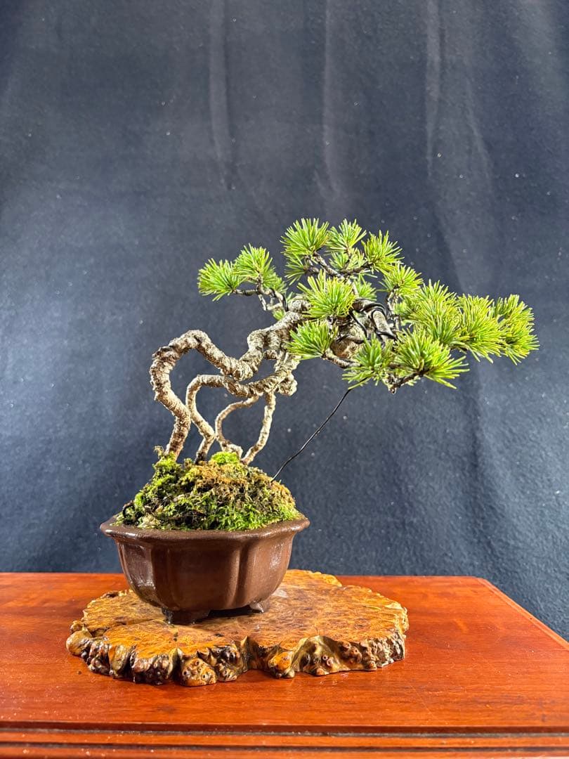 貴風盆栽、赤石五葉松、根上がり 懸崖作り、実生40年強 medabon