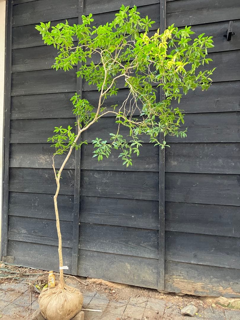 5 山採り　アセビ