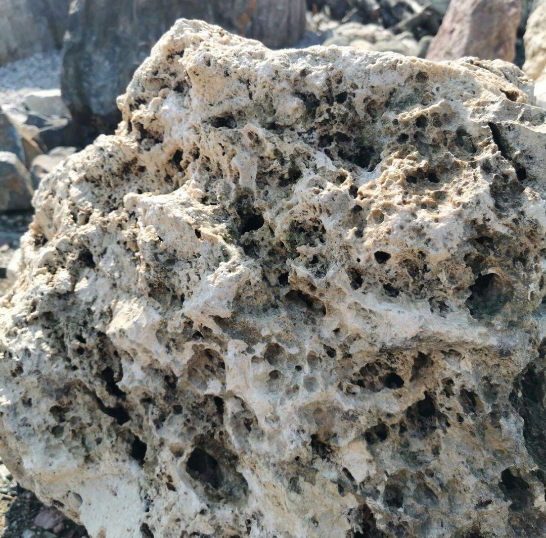 サンゴ石　170キロ　庭石　石　鑑賞石 石材　庭　ガーデニング　置物