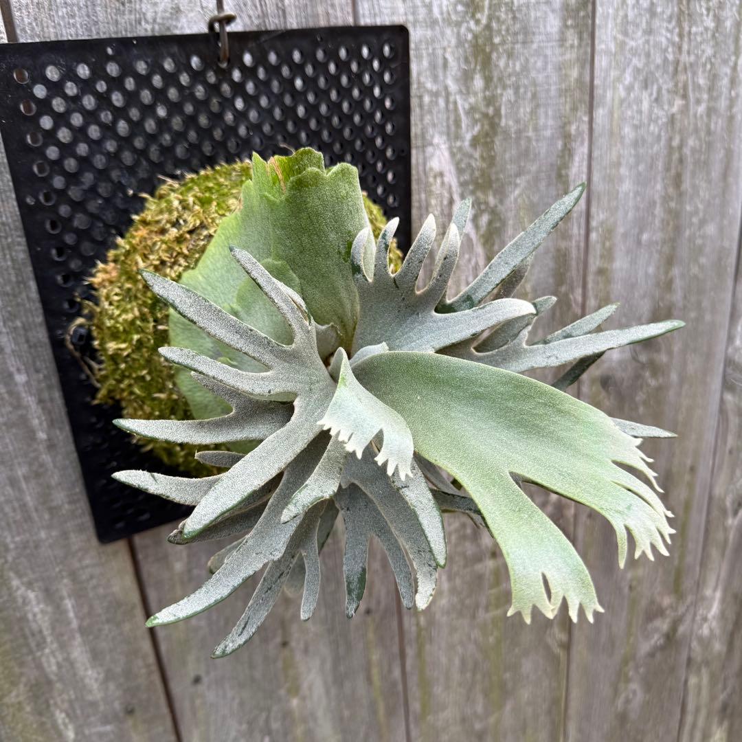 ビカクシダ P.willinckii jade girl sporeling