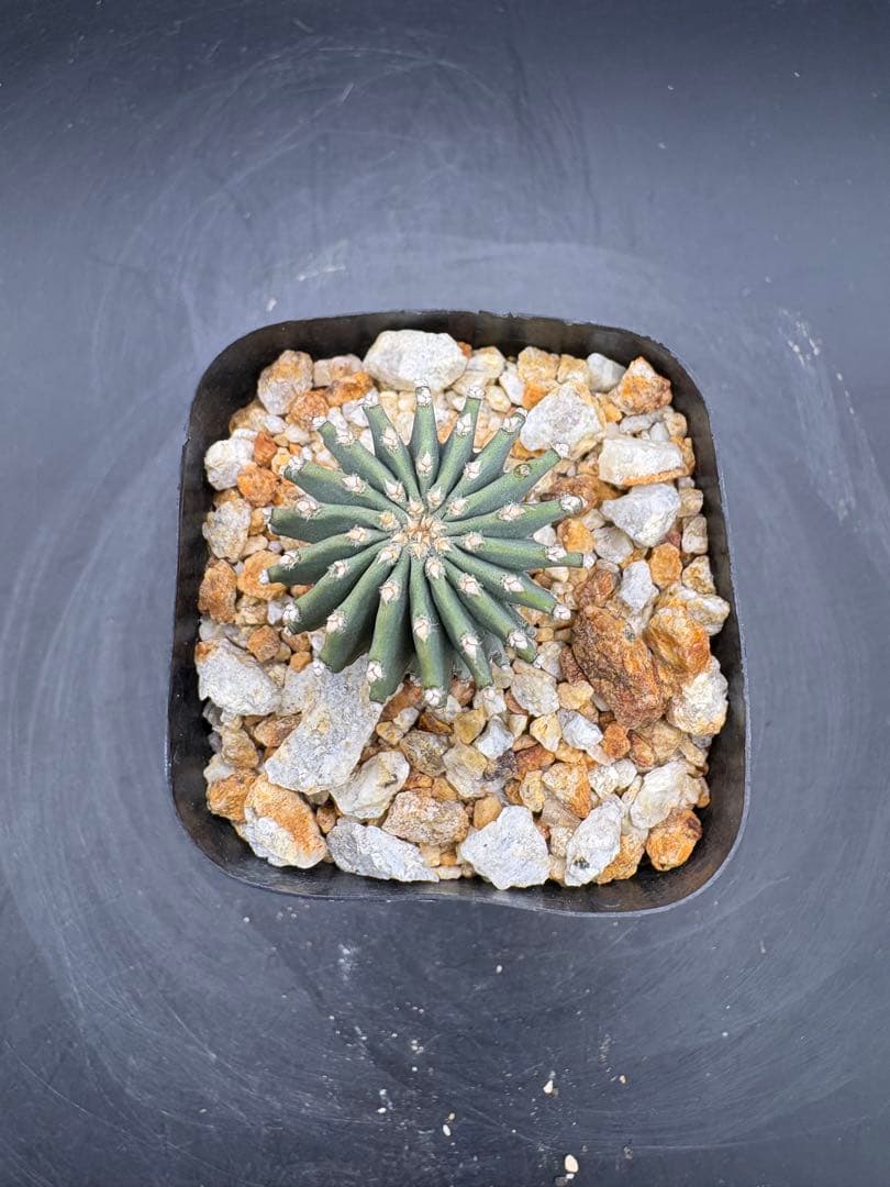 メキシカーナ 実生 ゲオヒントニア サボテン