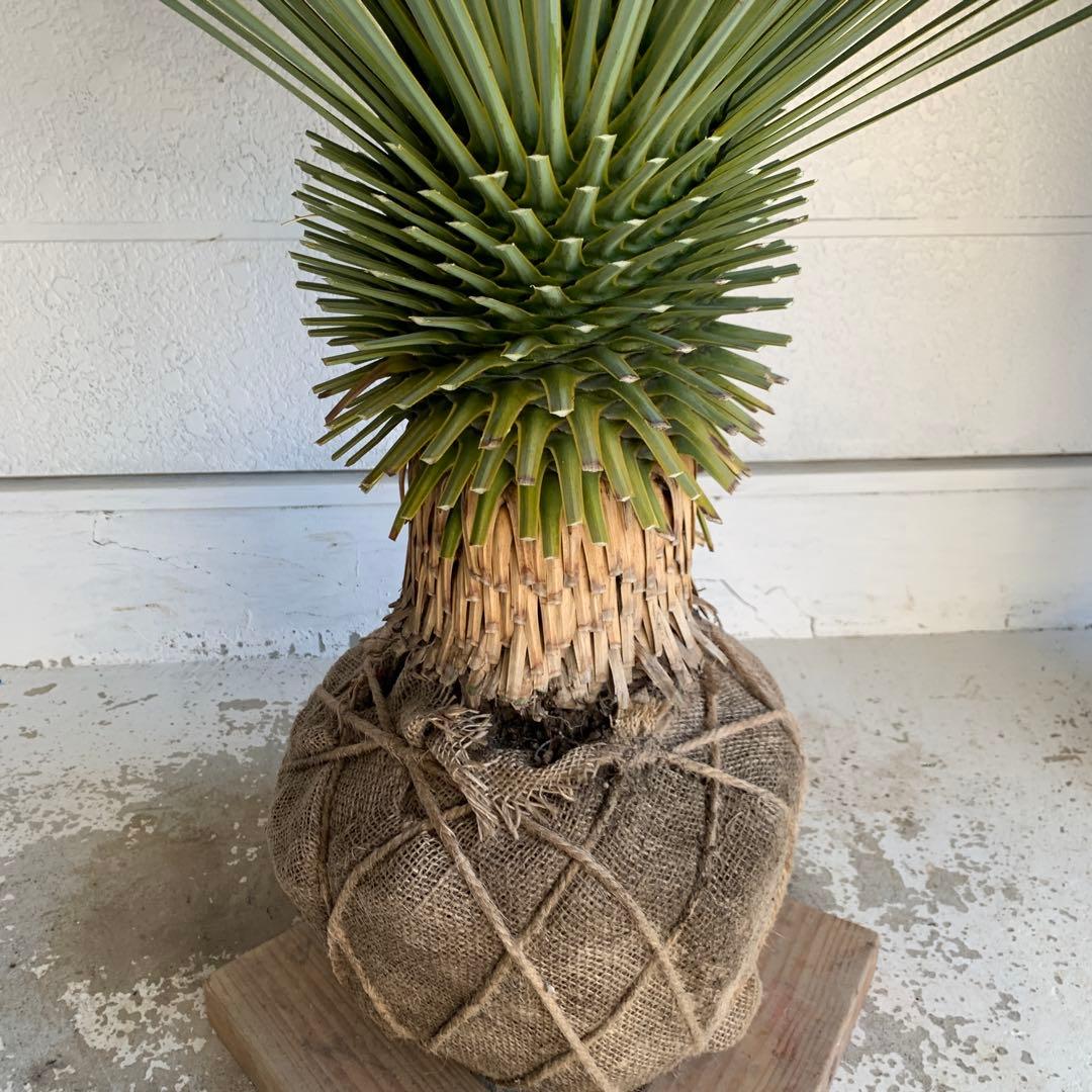 大株　ユッカロストラータ　約110cm 幹上がり　耐寒性　ドライガーデン　25