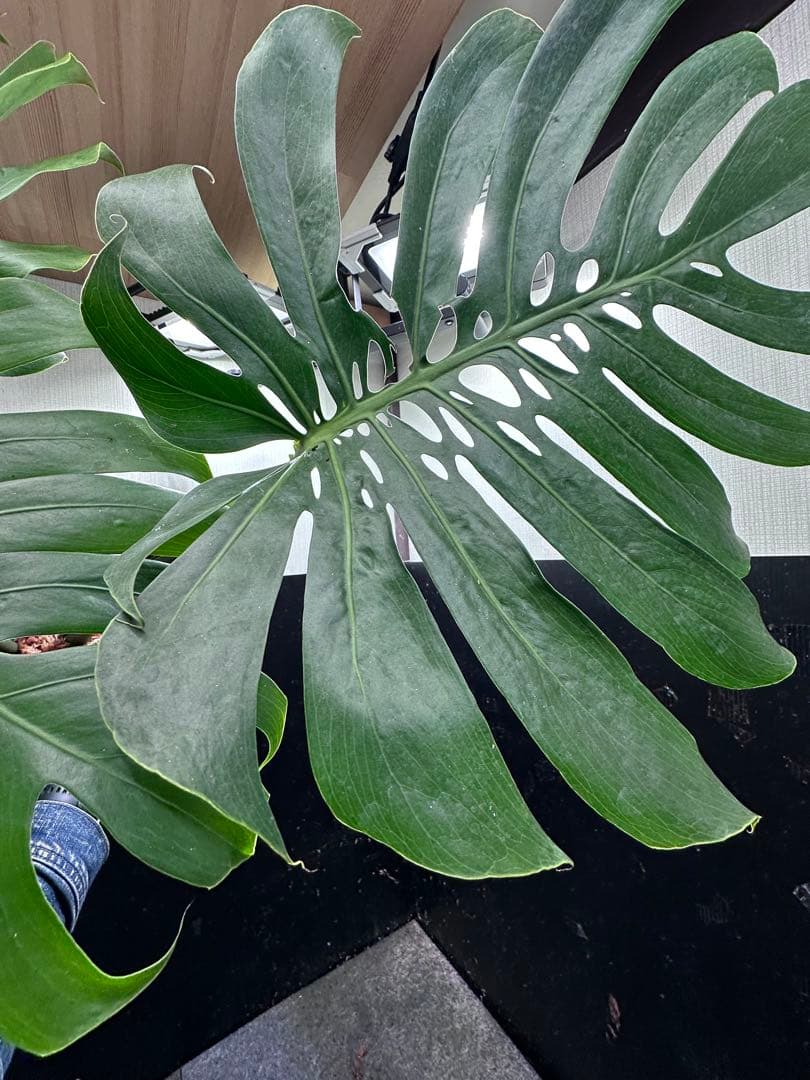 よ*君様 モンステラデリシオーサマクロコズム超希少系統鉢植え79㎝