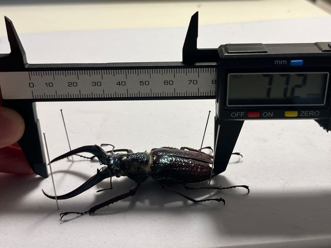 【顎MAZIORA】ギガンテウスシワバネクワガタ 昆虫標本 ニジイロクワガタ
