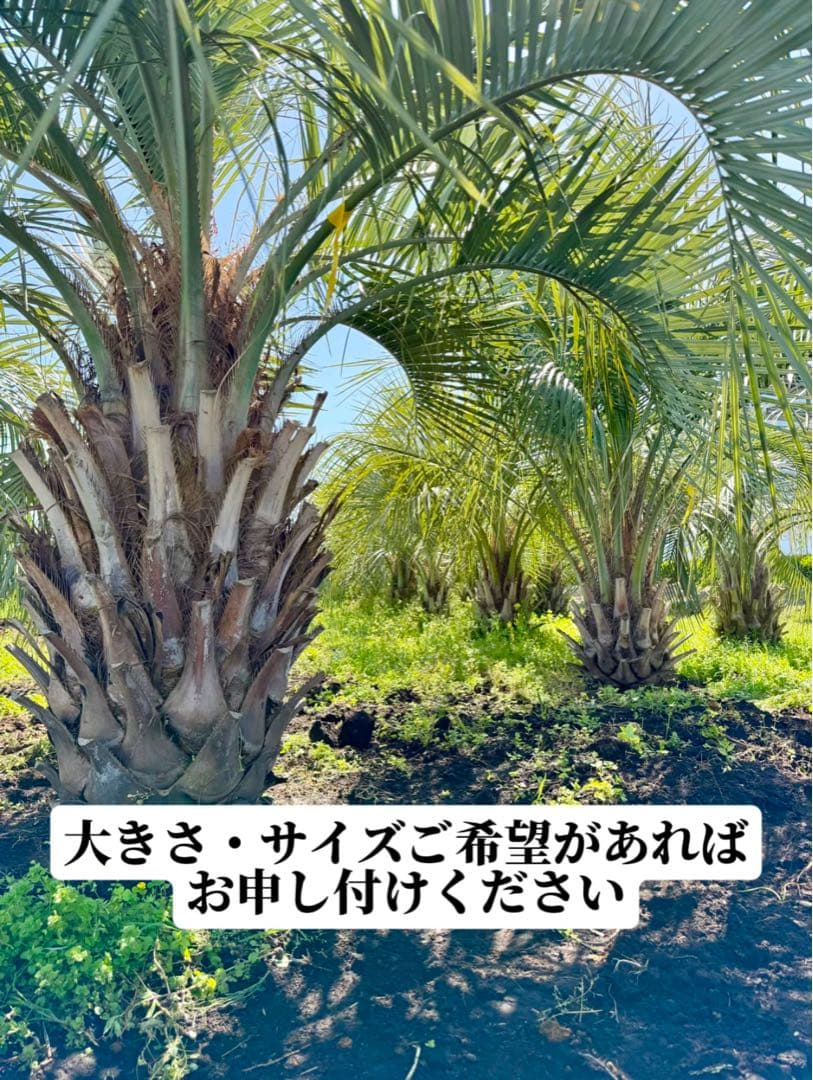 ココスヤシシルバーリーフ 【極太】葉先170cm 幹回り125cm 幹高50cm
