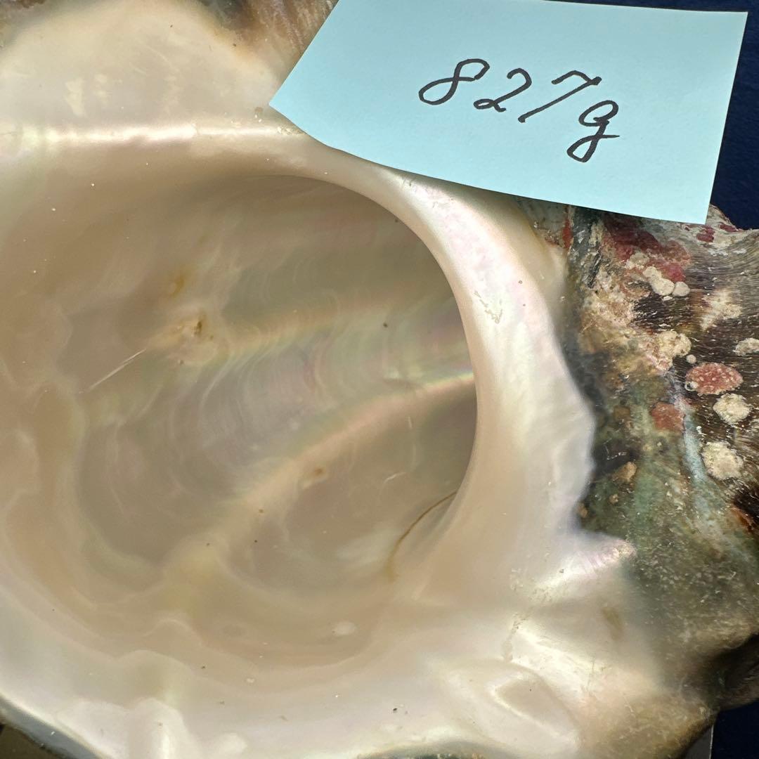 夜光貝　ヤコウ貝　まとめ売り　20個　18、5kg アクセサリー　ルアー