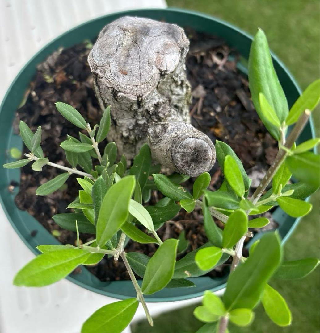 オリーブの木　バルネア　古木　極太　植物　盆栽