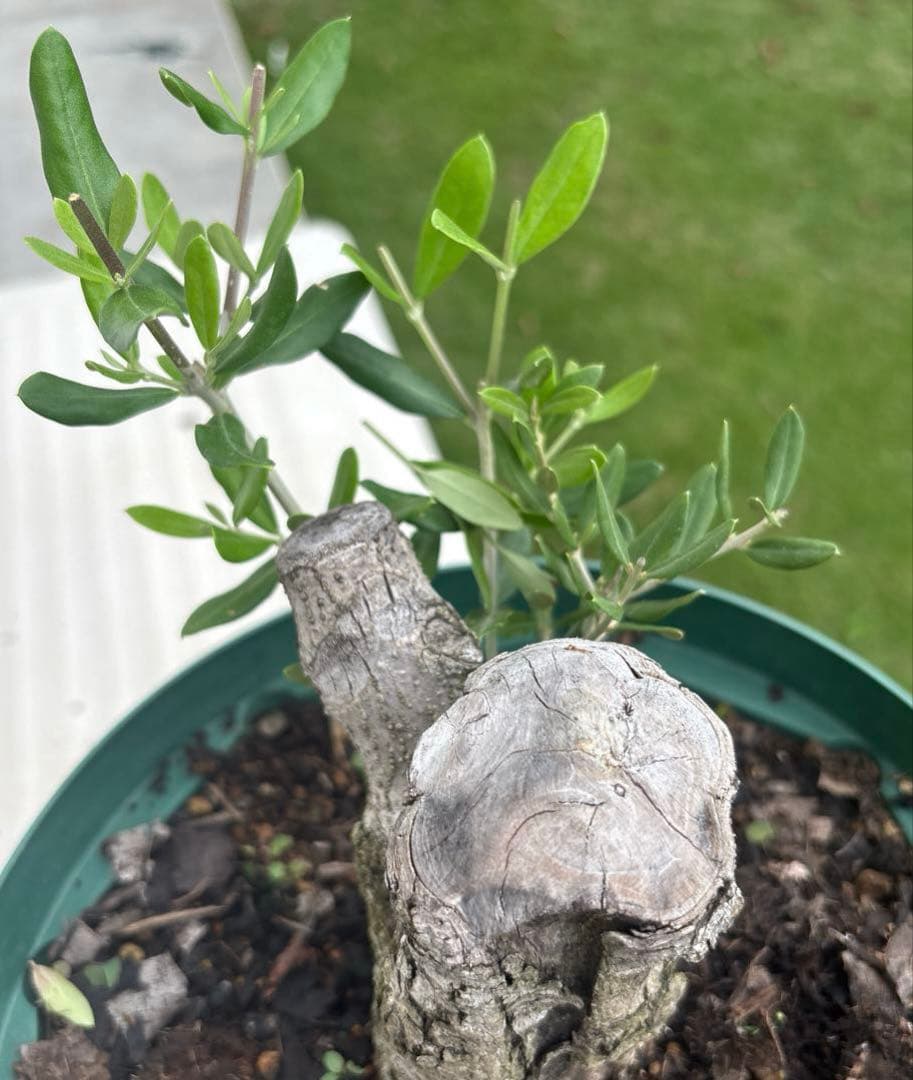 オリーブの木　バルネア　古木　極太　植物　盆栽