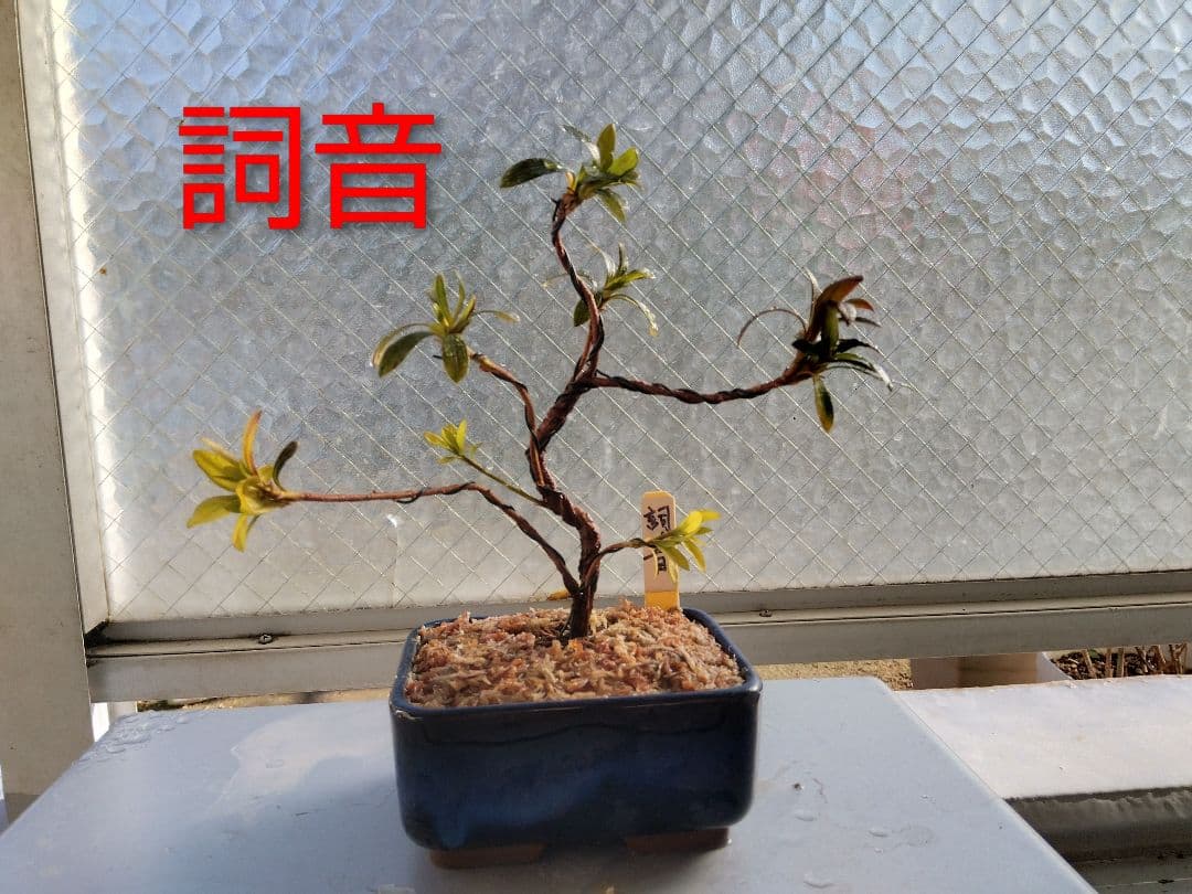 カックン専用！　皐月盆栽　さつき盆栽　サツキ盆栽