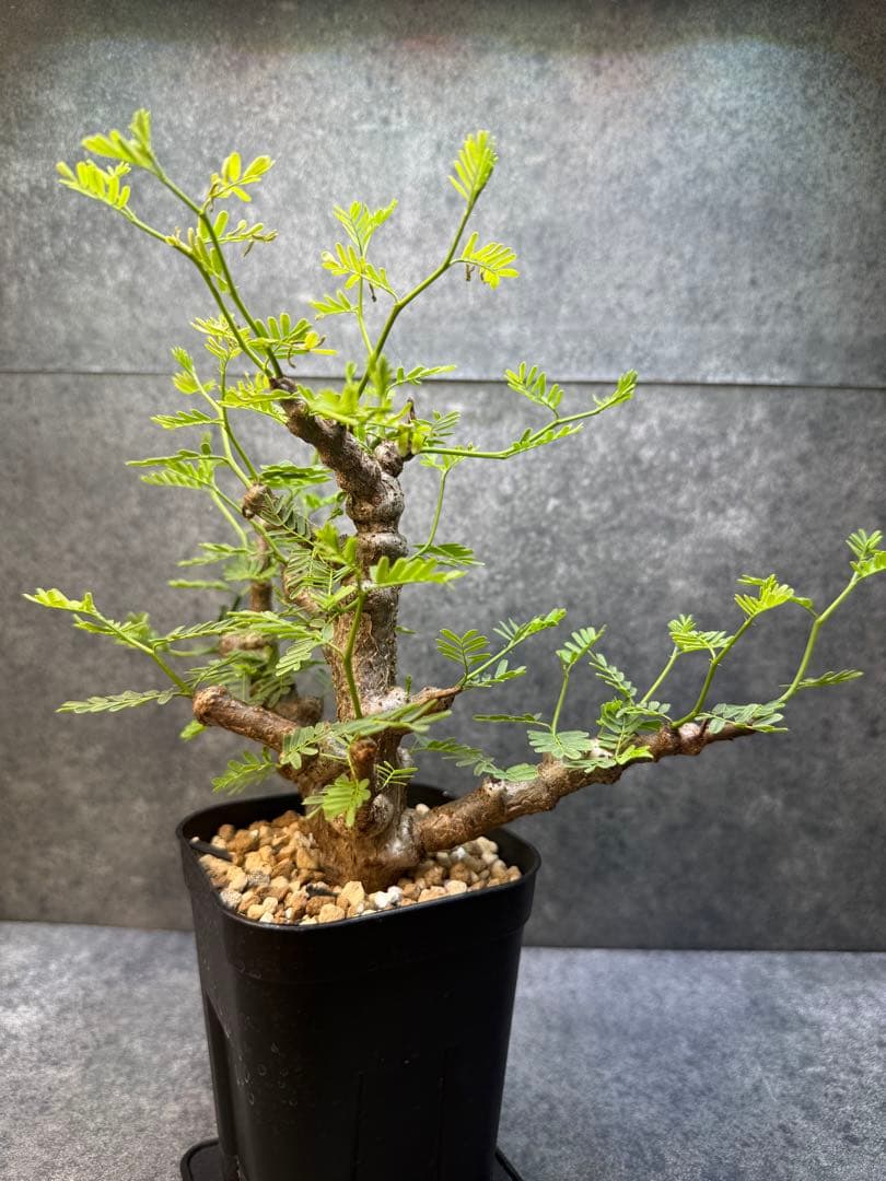 センナ　メリディオナリス　海外実生　発根済み　425