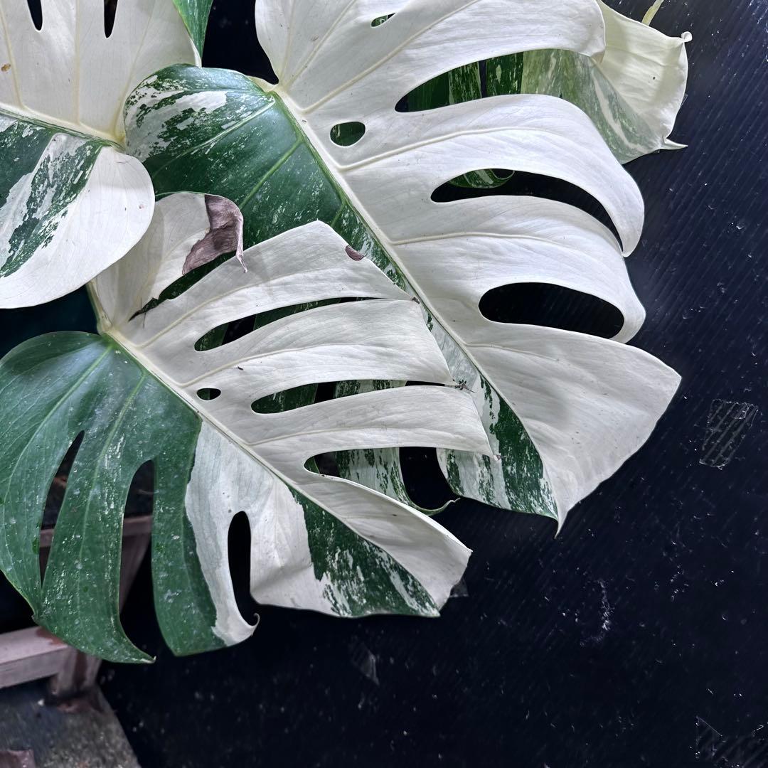 斑入りモンステラ ホワイトタイガー極美大株90cm白斑多レア