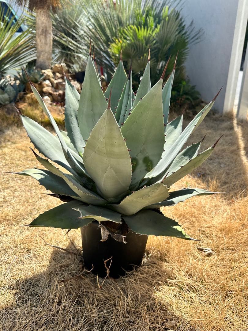 kurako　アガベ　トランカータ　大株40㎝　美株　パリ―