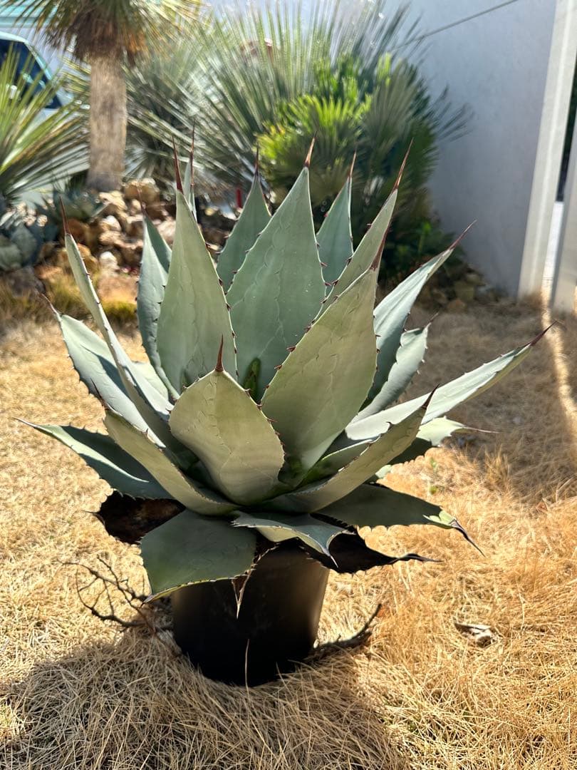 kurako　アガベ　トランカータ　大株40㎝　美株　パリ―